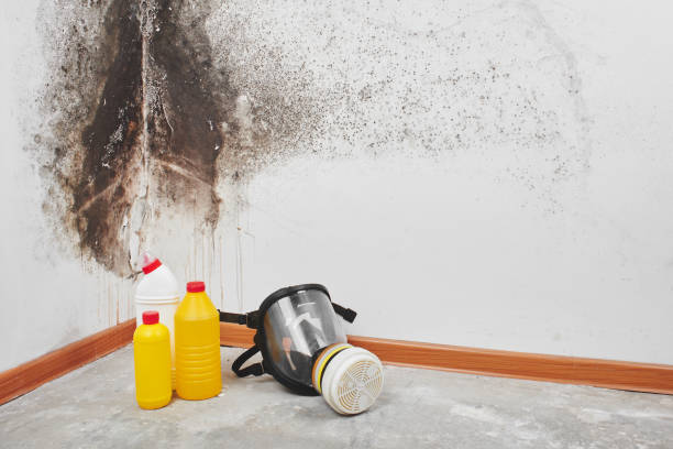 Best Best Mold Removal Companies  in East Hills, NY
