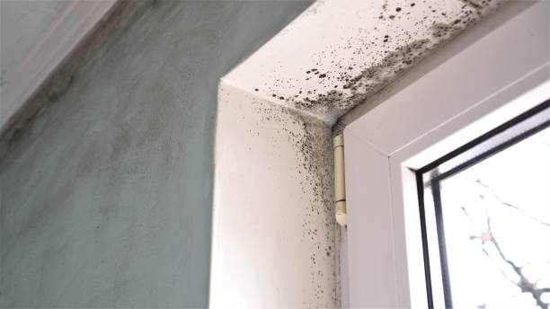Best Toxic Mold Removal  in East Hills, NY