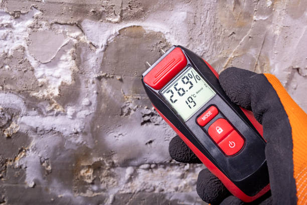 Best Home Mold Removal  in East Hills, NY