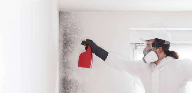 Best Black Mold Removal  in East Hills, NY