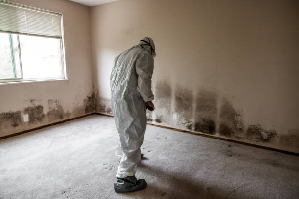 Best Crawl Space Mold Removal  in East Hills, NY