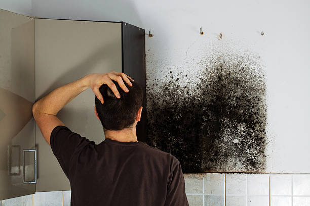 Best Fast Mold Removal  in East Hills, NY