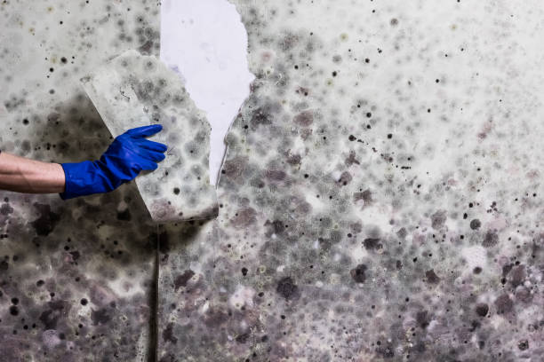 Best Attic Mold Removal  in East Hills, NY