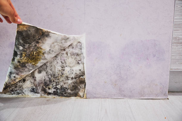 Best Mold Damage Repair  in East Hills, NY